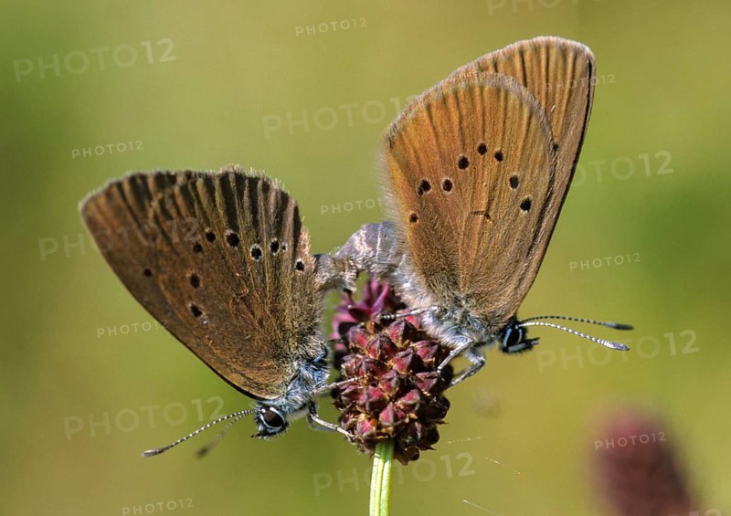 Ant blue, dark meadowbutton ant blue, dusky large blue, glaucopsyche nausithous, maculinea nausithous, phengaris nausithous, black blue meadowbutton ant blue, meadowbutton ant blue, butterfly, couple, ffh, insects, insects, copula, leo, mating, butterfly butterfly, butterflies