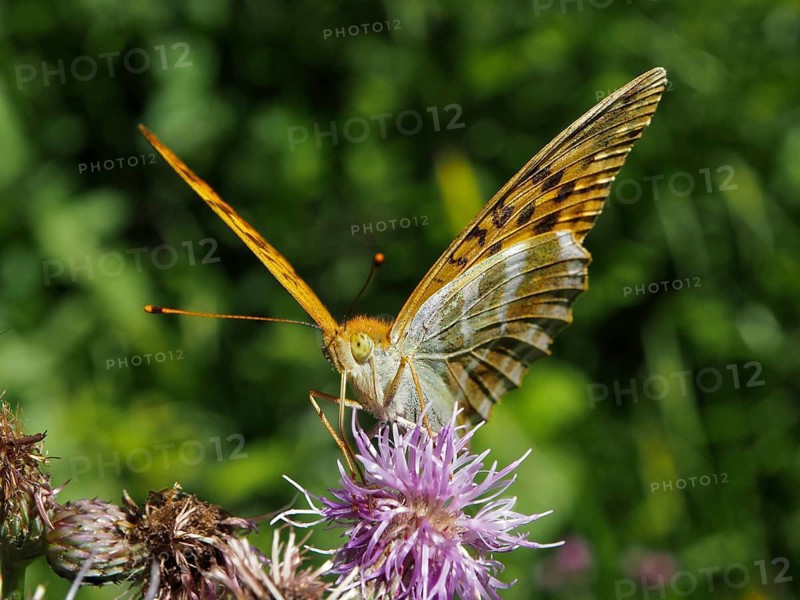 An imperial fritillary (Argynnis paphia) perched on a purple flower, wings spread, green surroundings, Hüttchopf, Tösstal, Canton of Zurich, Switzerland