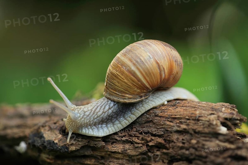 A snail crawls across natural tree bark in a peaceful setting, a Roman snail (Helix pomatia) on moss, Baden-Württemberg, Germany