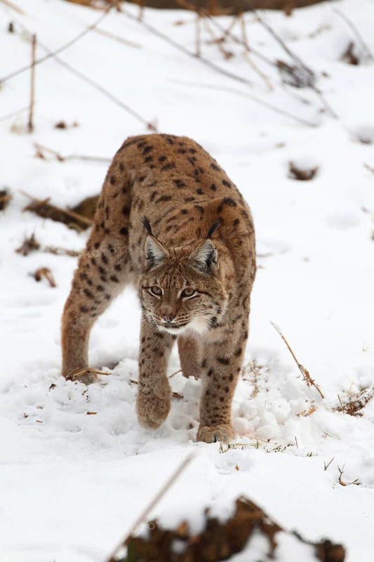 A lynx creeps cautiously through the snow. Its striped and spotted coat is clearly visible: a Eurasian lynx (Lynx lynx), in deep snow in the last light of day, enclosure area, Bavarian Forest National Park, Bavaria, Germany