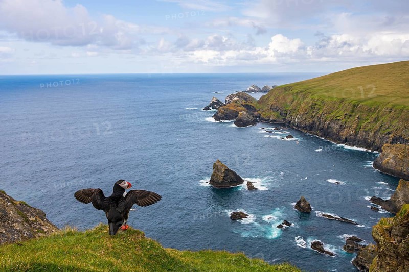 Puffin (Fratercula arctica), Hermaness National Nature Reserve, Unst, Shetland Islands, Scotland, Great Britain