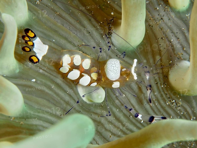 A transparent crustacean, the peacock-eyed anemone shrimp (Ancylocaris brevicarpalis), moves amongst the smooth tentacles of a sea anemone, at the Secret Bay dive site, Gilimanuk, Bali, Indonesia