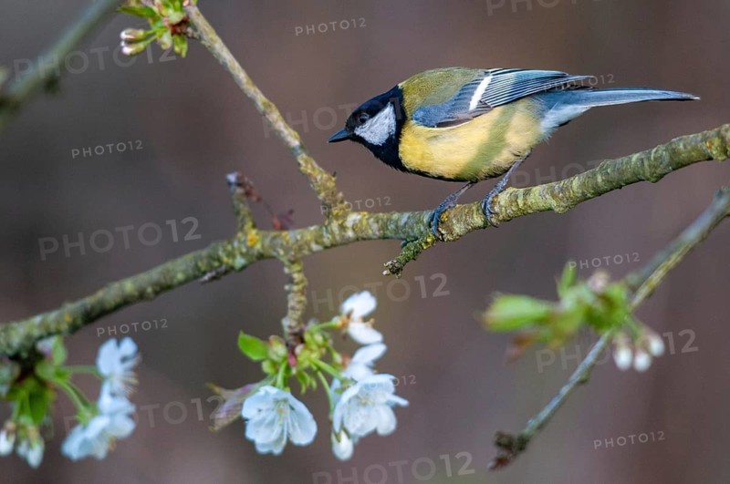 Great tit, great tit, parus major, birds, spring, male, meadow orchard, tit, male, passeri, songbirds, songbirds, jump, orchard, tits, birds