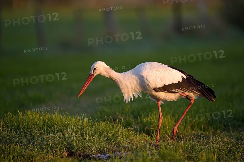 Weissstorch (Ciconia ciconia), White Stork, Altvogel bei der Nahrungssuche, Oktober, NSG Dingdener Heide, Nordrhein-Westfalen, Deutschland