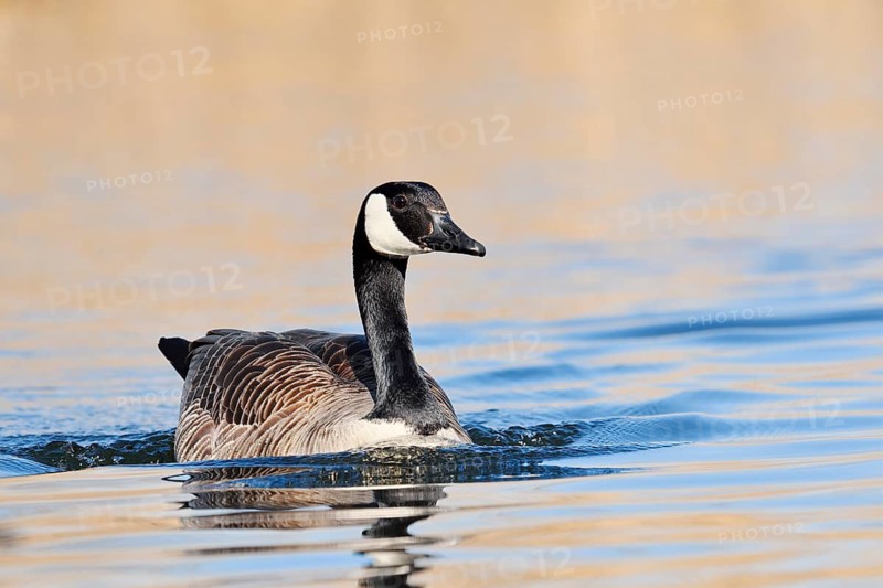 Canada geese (Branta canadensis) swimming, North Rhine-Westphalia, Germany