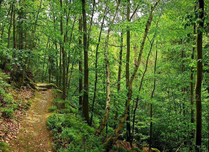 A narrow, wooded path leads through green foliage and tall trees, hiking in spring, Bad Blankenburg, Schwarzatal nature park Reserve, Thuringian Forest Nature Park, Thuringian Highlands