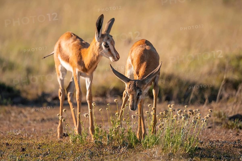 Two young springbok (Antidorcas marsupialis) in meadow, Mountain Zebra National Park, South Africa