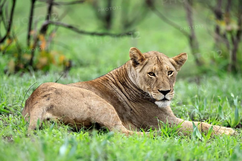 Lion (Panthera leo), adult, female, lying down, on the ground, alert, Kruger National Park, South Africa