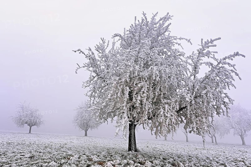 Row of trees with hoarfrost, Lindenberg, Freiamt, Canton of Aargau, Switzerland