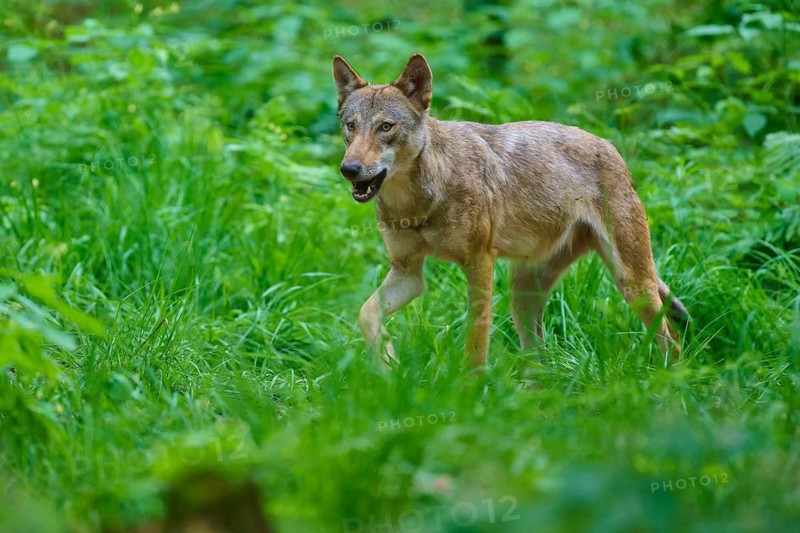 A wolf walks alertly through the green forest, summer, wolf (Canis lupus), Germany