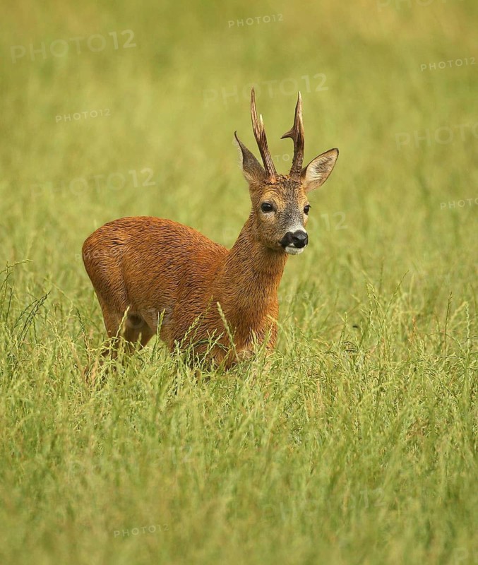 Roe deer (Capreolus capreolus) – a strong roebuck stands in a meadow after a thunderstorm during the rutting season, Allgäu, Bavaria, Germany, Allgäu, Bavaria, Germany