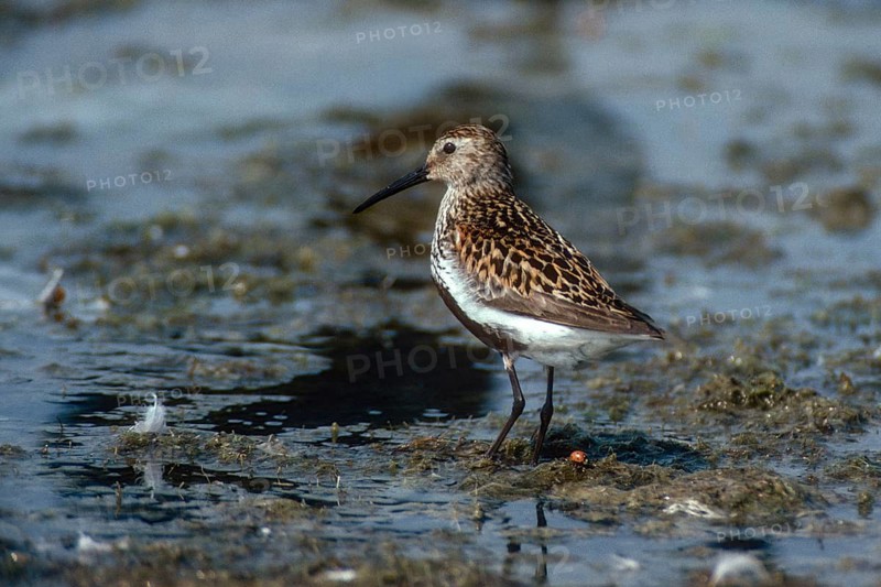 Alpine sandpipers, Calidris alpina, dunlin, birds, breeding dress, charadriiformes, limicoles, sleep, snipe birds, scolopacidae, birds, waders, waders