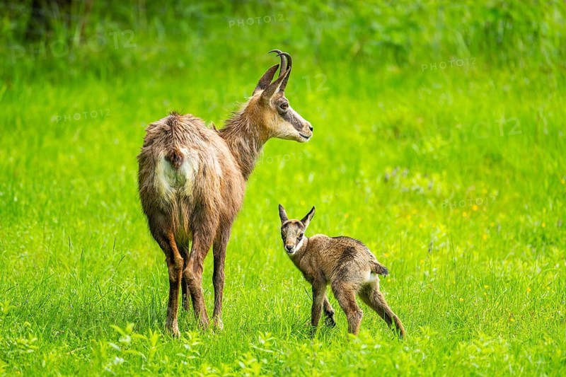 Chamois (Rupicapra rupicapra) Mother (doe) with her youngster (fawn) on a meadow, Austria