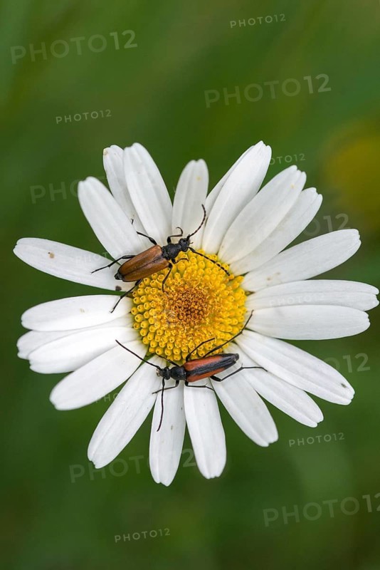 Black-striped Longhorn Beetle, Cerambycidae, Spotted Horned Chock, Common Narcock, Small Narrow Beetle, Leptura Maculicornis, Paracorymbia Maculicornis, Schmalbock, Black-tailed Schmalbock, Spotted Horned Longhorn Beetle, Stenurella Melanura, Stictoleptura Maculicornis, Strangalia ura, beetle, longhorn beetle, coleoptera, high size, portrait, insects, beetles