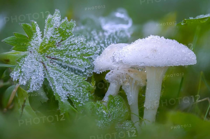 Camarophyllus virgineus, cuphophyllus virgineus, ellerling, glassy white ellerling, hygrocybe nivea, hygrocybe virginea, maiden celling, ripe, snow-white ellerling, white sapling, white meadow cellling, fungi, mushrooms, hoarfrost, snowy waxcap