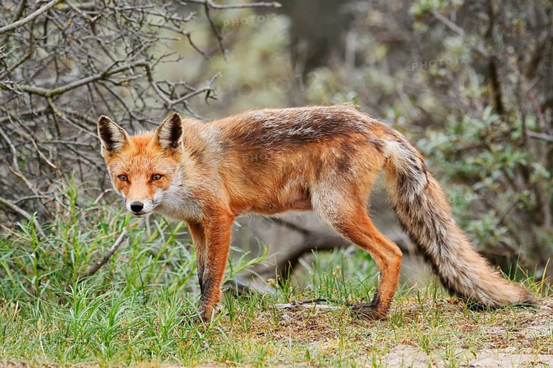 Red fox (Vulpes vulpes), North Holland, Netherlands