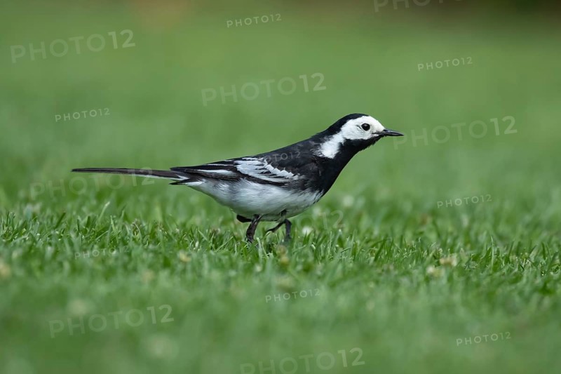 Pied wagtail (Motacilla alba) adult bird on a grass lawn, England, United Kingdom