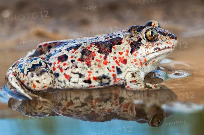 Common spadefoot, garlic toad, pelobates fuscus, amphibians, amphibians, amphibians, amphibians, toads