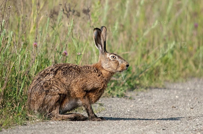 2009, Brandenburg, European hare, brown hare, Germany, Grünhäuser lake, hare-like, lagomorpha, lepus europaeus, nabu, national natural heritage, natural paradise Grünhaus, post-mining landscape, bunny, green house, hare, mammals, mammals, mammals