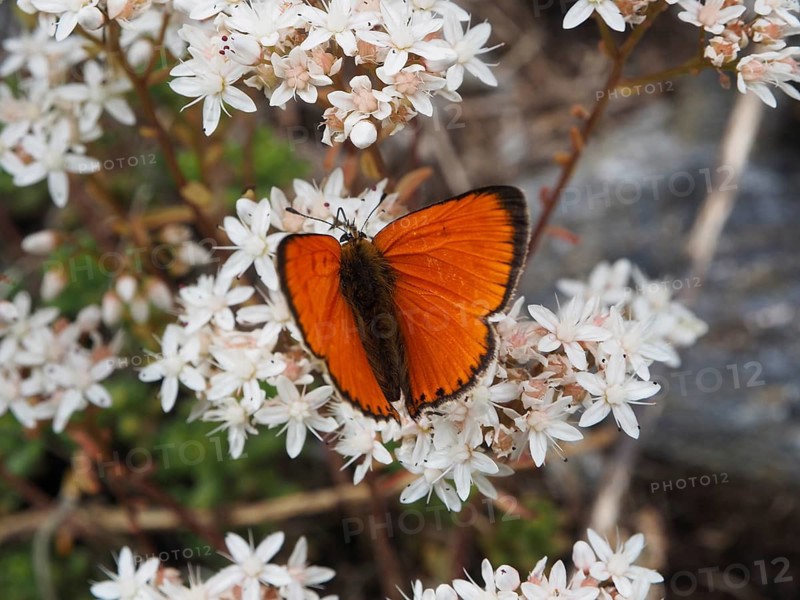 An orange butterfly, the Duke of Burgundy (Lycaena virgaureae), is perched on white flowers in a natural setting in Goms, Canton of Valais, Switzerland