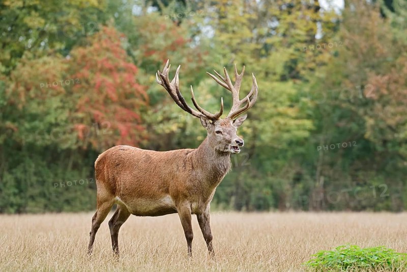 Red deer (Cervus elaphus), a stag standing in a meadow in autumn, North Rhine-Westphalia, Germany