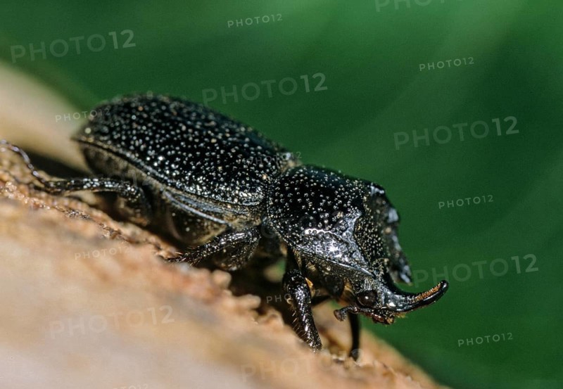 Headhorn Schröter, Rhinoceros stag beetle, Sinodendron cylindricum, beetle, insects, beetles