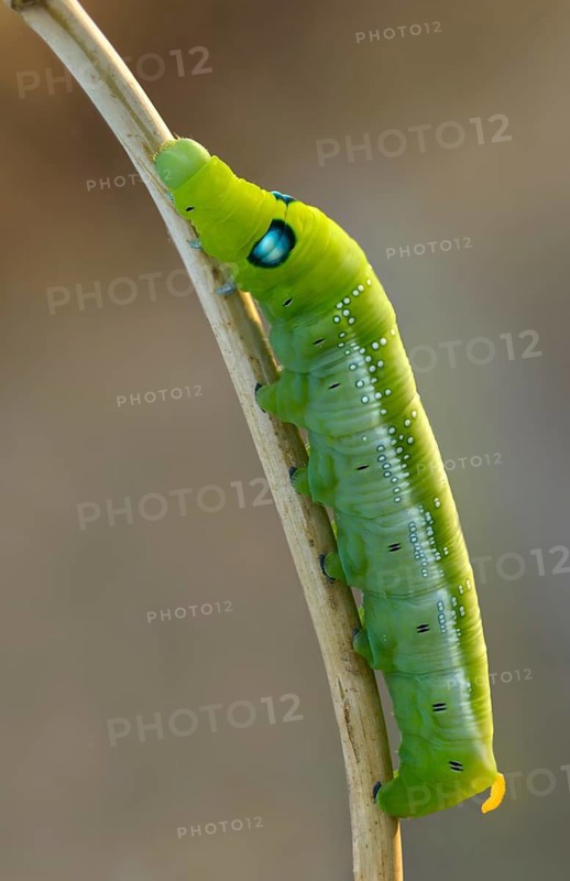 Army Green Moth, Daphnis Nerii, Oleander Hawk-Moth, Oleander Swarmers, High Size, Portrait Format, Inchworm, Insects, Moths, Moths, Moths, Caterpillar, Butterflies