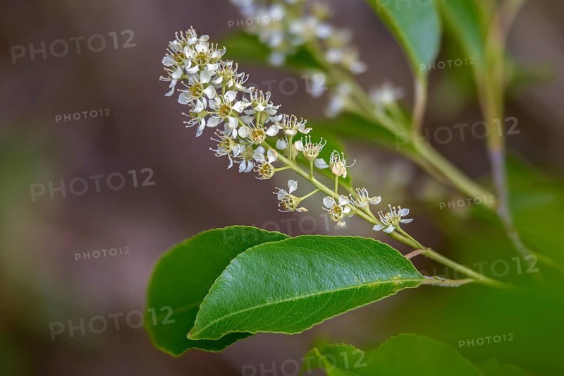 American grape cherry, Prunus serotina, rosaceae, rose family, late blooming grape cherry, grape cherry, black cherry, flora, mountain black cherry, plants, plants, rum cherry, wild black cherry