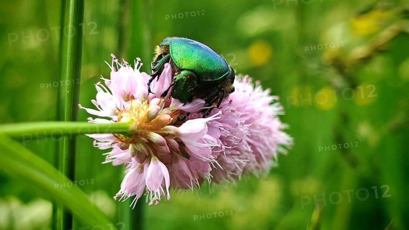 A dazzling green rose chafer (Cetonia aurata) with a golden sheen feeds on a pink flower, set amidst lush green meadows, summer in the Dobertal, Frankenwald nature park Park, Upper Franconia