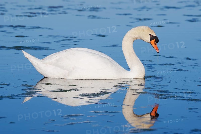 Mute swan (Cygnus olor) swimming, with its reflection, North Rhine-Westphalia, Germany
