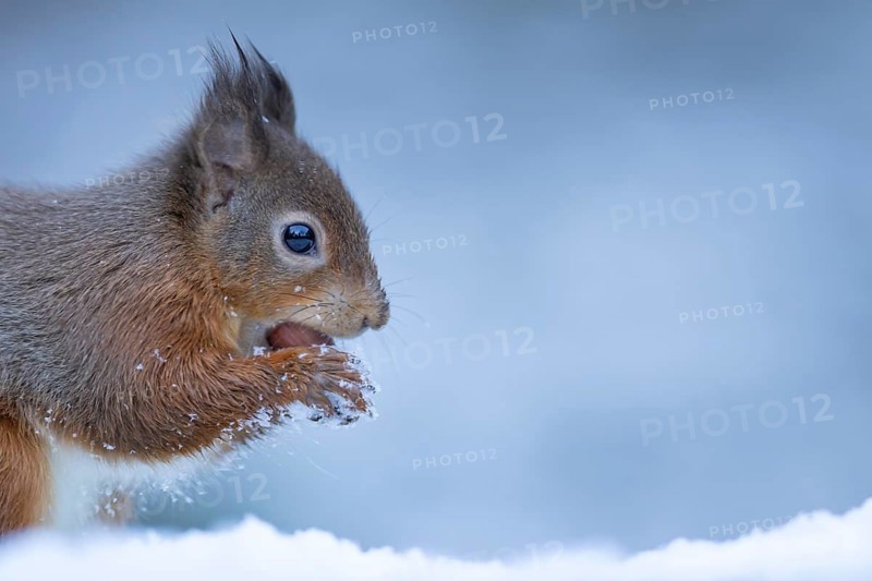 Red squirrel (Sciurus vulgaris) adult animal feeding on a hazel nut in the snow in winter, England, United Kingdom