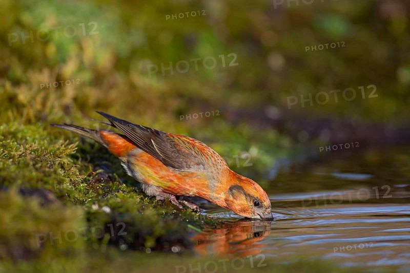 Common crossbill (Loxia curvirostra) adult male bird drinking water at a woodland pool, England, United Kingdom