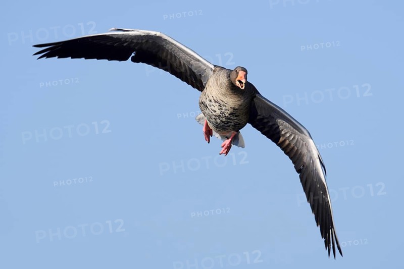 Greylag goose (Anser anser), in flight, North Rhine-Westphalia, Germany