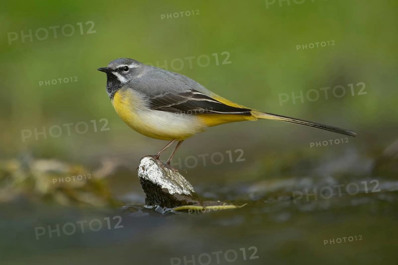 Grey wagtail (Motacilla cinerea) adult bird on a stone in a river, England, United Kingdom