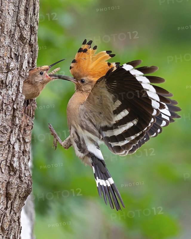 Hoopoe (Upupa epops) – Bird of the Year 2022, male with food, prey, foraging, food for the chicks, ruffled crest, sunrise, interaction, nesting cavity, nest, young bird begging for food, in flight, approaching, wings, climate change, Middle Elbe Biosphere Reserve, Saxony-Anhalt, Germany