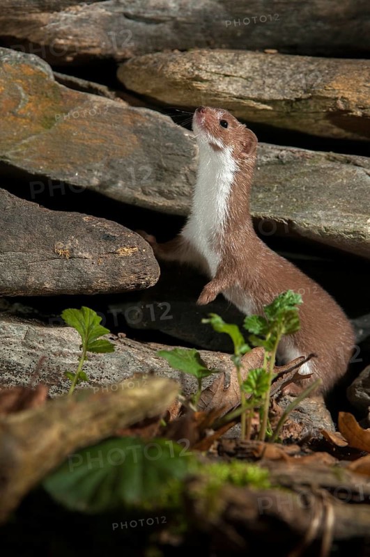 Carnivora, least weasel, mouse weasel, mustela nivalis, predators, high size, portrait format, mammals, raptors, mammals