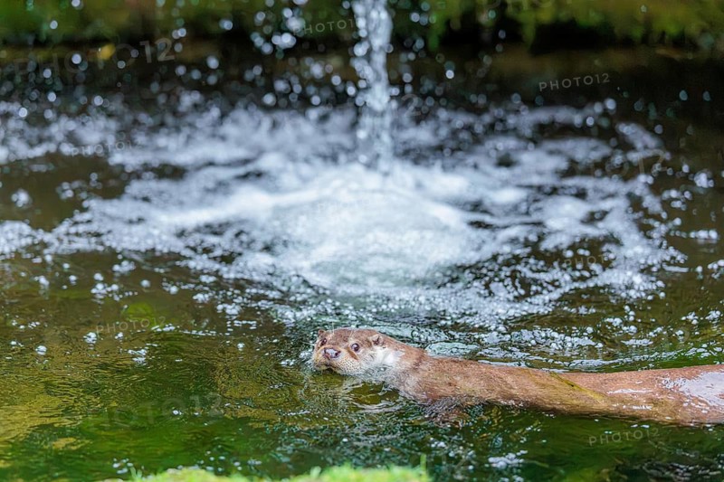A Eurasian otter (Lutra lutra) plays in the water of a small waterfall on a cloudy day. Czech Republic