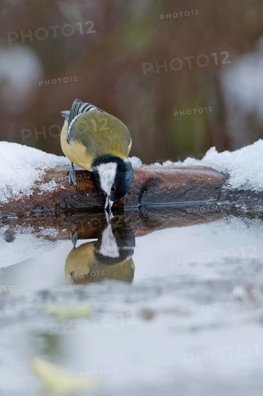 Great tit, great tit, parus major, bath, bird bath, birds, high size, portrait format, tits, passeri, snow, songbirds, tits, drinking, birdbath, birds, watering place, winter
