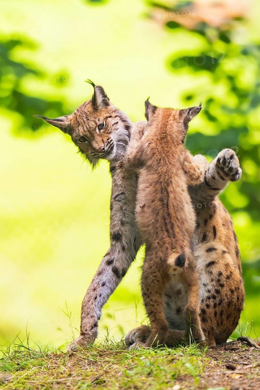 Eurasian lynx (Lynx lynx) mother with her youngsters (cubs) in a forest, Bavaria, Germany