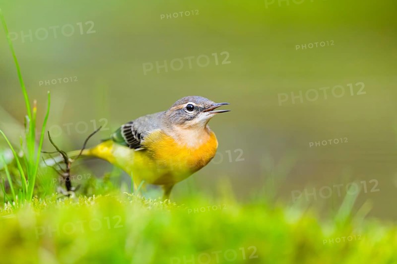 Grey Wagtail (Motacilla cinerea) hunting at a little lake in a swamp, wildlife, Germany