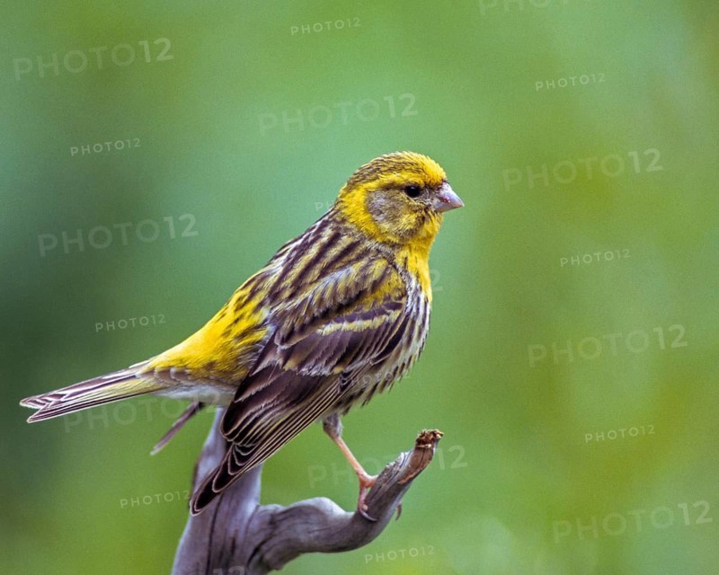 European Serin, serine, serinus serinus, birds, male, passeri, songbirds, birds