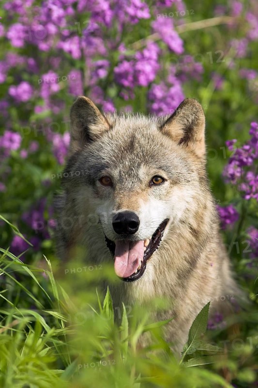 Timberwolf, wolf, American wolf (Canis lupus lycaon), Minnesota, USA. A wolf sits in the grass, surrounded by purple flowers