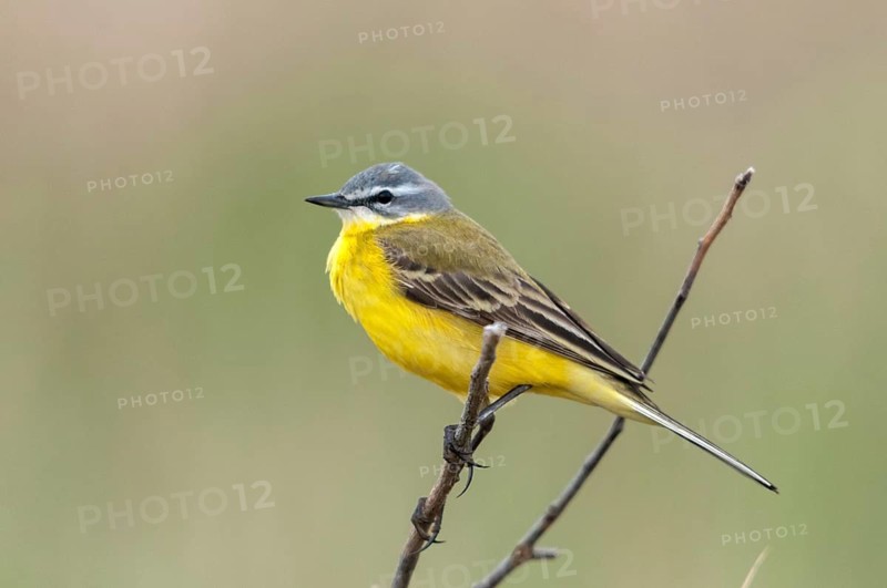 Motacilla flava, sheeptail, western yellow wagtail, yellow wagtail, birds, male, passeri, songbirds, birds
