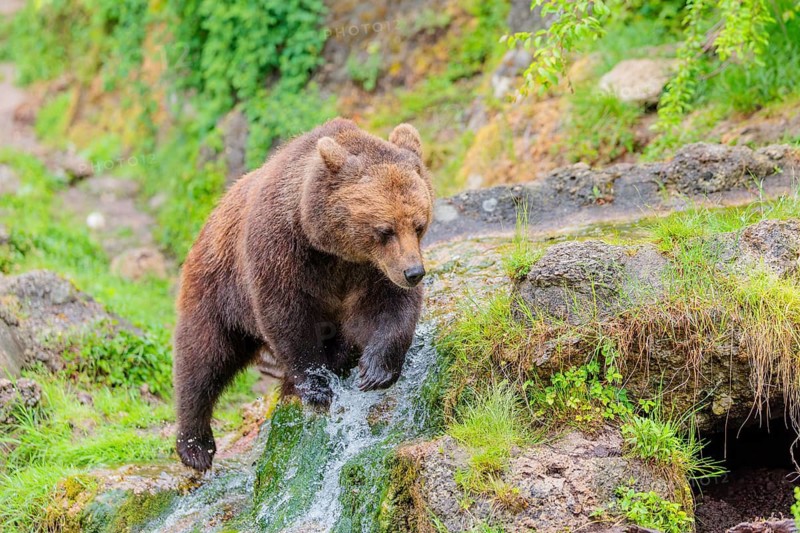 A female brown bear (Ursus arctos arctos) is walking through dense vegetation in hilly terrain, crossing streams and small waterfalls along the way. Transylvania, Romania