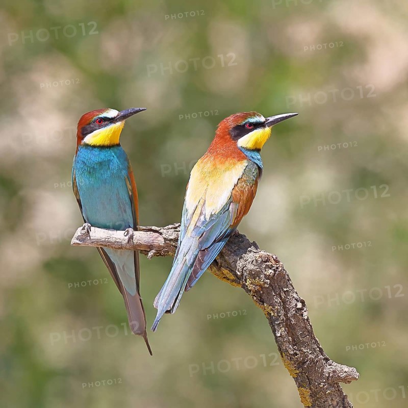 European bee-eater (Merops apiaster) – two birds perched on a branch, a pair, Lake Neusiedl, Burgenland, Austria