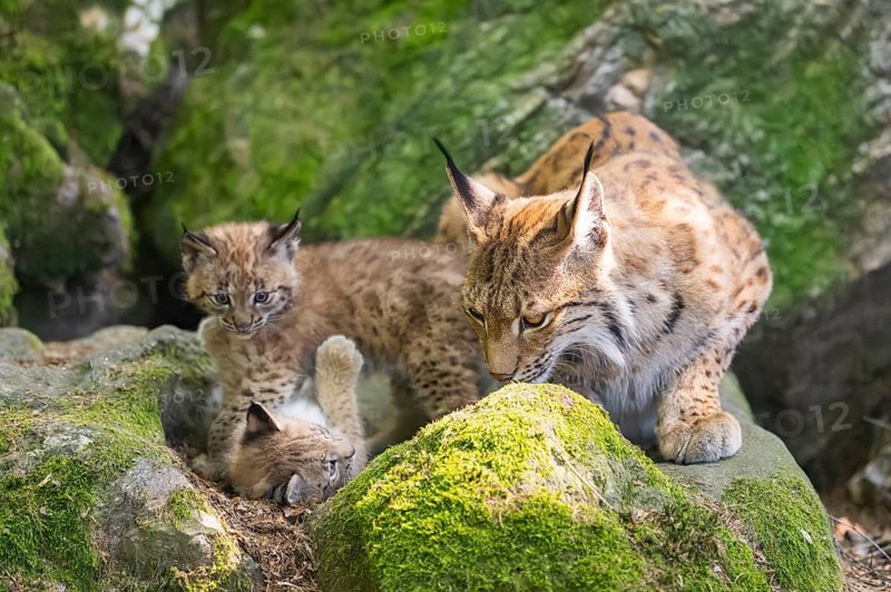 Eurasian lynx (Lynx lynx) mother with her youngsters (cubs) lying on a rock in a forest, Bavaria, Germany