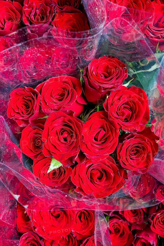 Red roses, Bangkok, Thailand