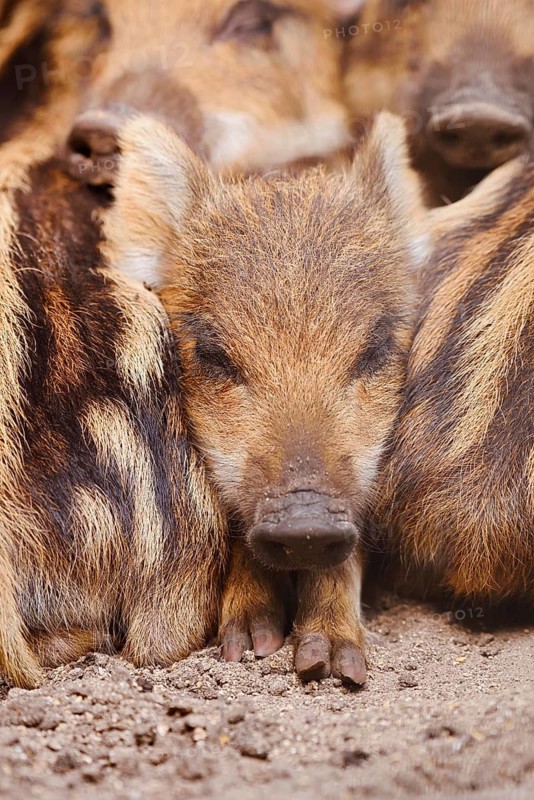 Wild boar (Sus scrofa), piglet, North Rhine-Westphalia, Germany