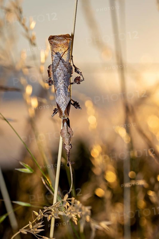 An insect clinging to a vertical blade of grass in the warm evening light, a ghost mantis in a meadow near Windhoek, Namibia (Phyllocrania paradoxa)