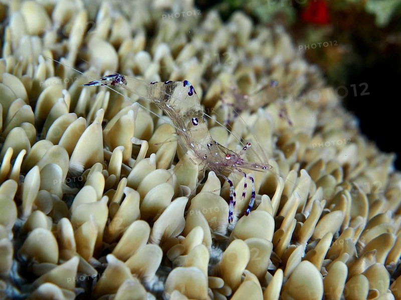 Transparent shrimp, Saravati anemone shrimp (Ancylomenes sarasvati), amongst beige, vibrant corals, Gondol East dive site, Penyapangan, Bali, Indonesia
